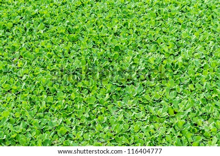 lake filled with green lotus leaves - texture and pattern