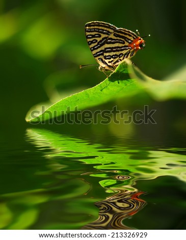 colourful butterfly on leave. digital compositing with colour tone, water reflection and ripple effects.