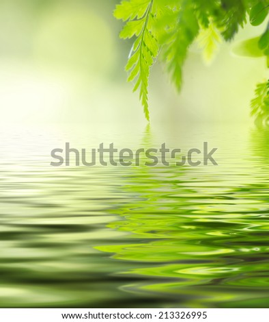 leaves in soft colour. digital compositing, colour tone, water reflection and ripple effects.