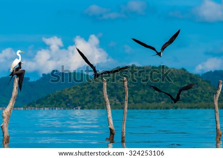 Wild ocean birds free to fly