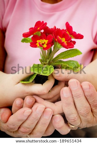 Gardening, planting concept. Hands holding flower