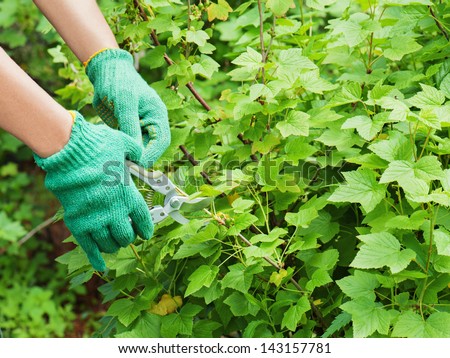 Hands with garden pruner in the garden.