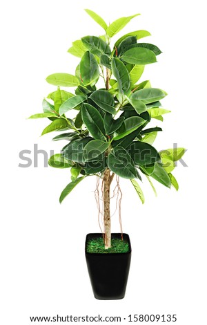 Ficus elastica Indian Rubber Bush in black flowerpot on white background Ficus elastica Indian Rubber Bush in black flowerpot on white background