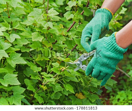 Hands with garden pruner in the garden. Closeup.