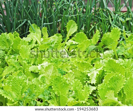 Fresh organic green lettuce growing in the garden. Concept of healthy lifestyle and dieting. Closeup.