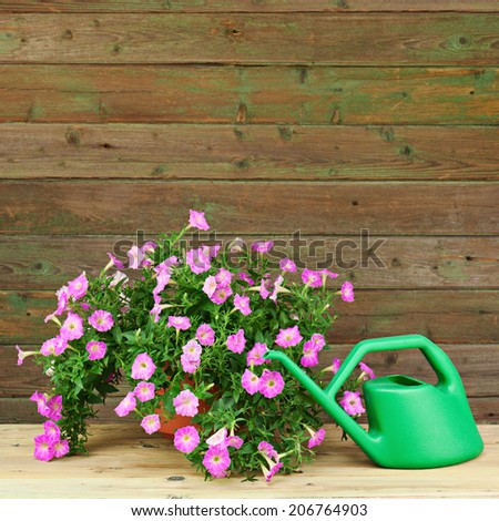 Pink petunia flowers in flowerpot with garden accessories on wooden background.