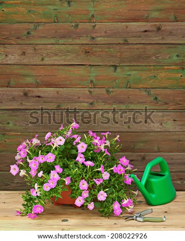 Pink petunia flowers in flowerpot with garden accessories on wooden background.