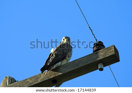 Golden Hawk on Telephone Pole