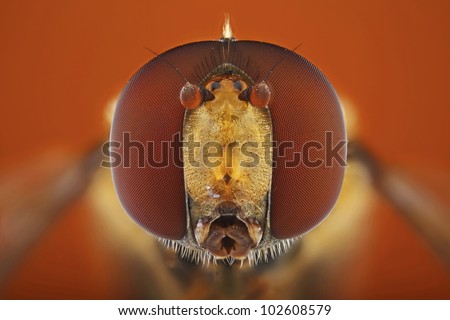 Hover Fly portrait