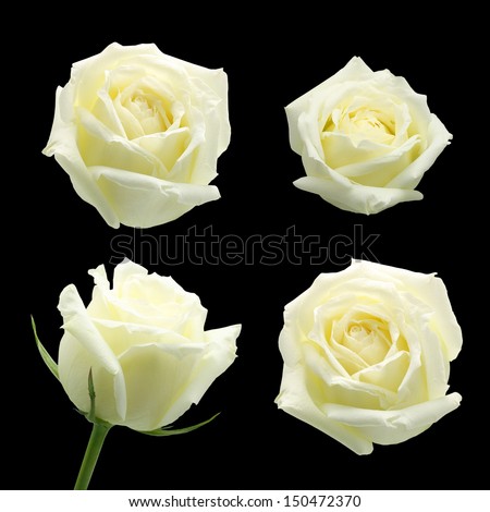 White Rose Isolated On Black Background