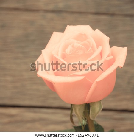 Pink roses, Vintage Style