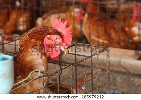 Chicken on traditional poultry farm