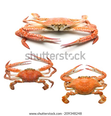 Steamed Blue Crab on white background
