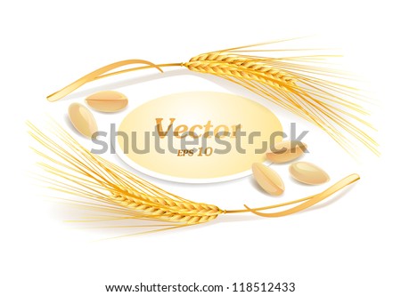 Ears of wheat Vector eps 10 Ears of wheat Vector eps 10