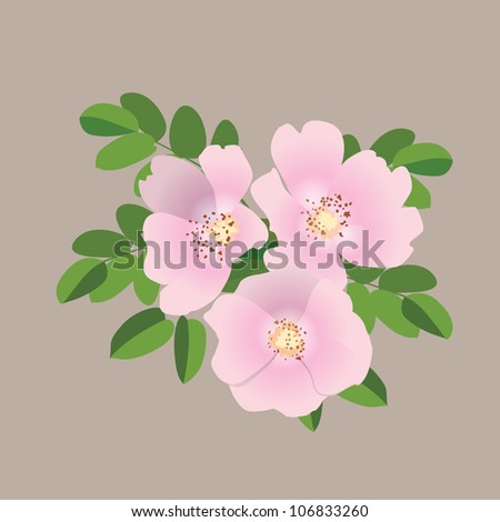Flower bouquet isolated. Dog rose gentle pink bouquet. Vector background.