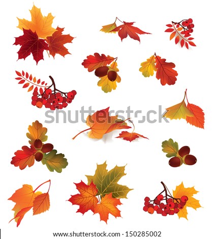 Autumn Icon Set. Fall Leaves And Berries. Nature Symbol Vector Collection Isolated On White Background.