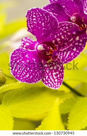 Close up of colorful orchid plants in full blossom.