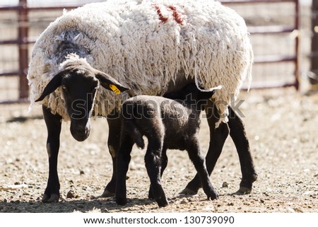 Suffolk sheep with lamb on a local farm in Spring.