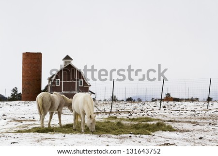 Two white horses grazing near a red barn in the winter.