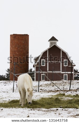 White horse grazing near a red barn in the winter.