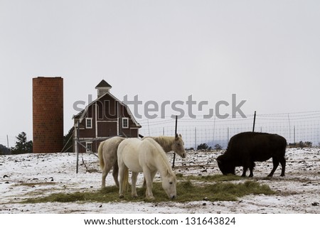 Two white horses and one buffalo grazing near a red barn in the winter.