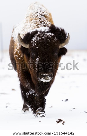 Adult American buffalo standing in the snow. A light dusting of snow accents buffalo\'s face.