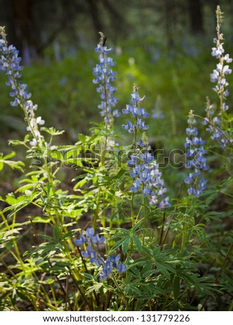 Silvery lupine native to much of western North America from the southwestern Canadian provinces to the southwestern and midwestern United States.