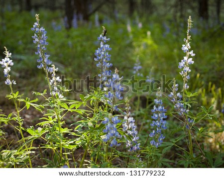 Silvery lupine native to much of western North America from the southwestern Canadian provinces to the southwestern and midwestern United States.