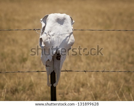 Fence with cow skulls around western ranch.