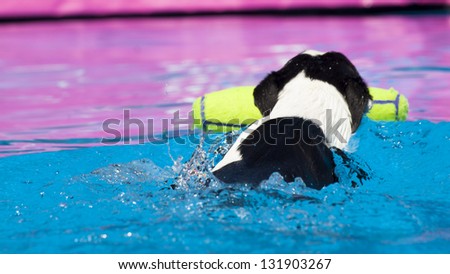 2012 Summer Teva Mountain Games in Vail, Colorado. The dog sprints down the dock runway, leaping off the end as its master throws the dog\'s favorite toy out in front.