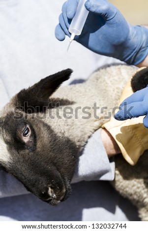 Vaccination of suffolk lambs on a local farm .
