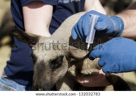 Vaccination of suffolk lamds on a local farm .