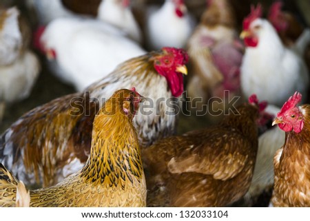 Free rrange  chickens on organic farm.