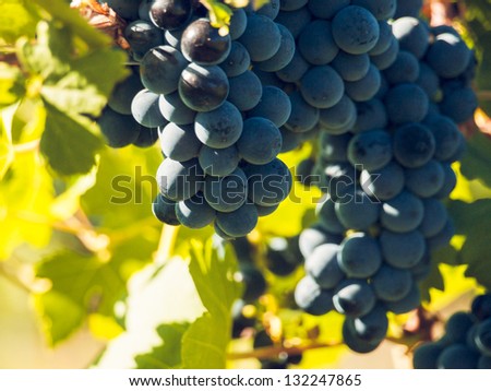 Red grapes ready to be harvested at a vineyard.