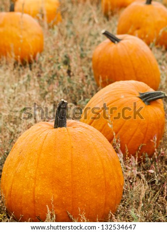 Big and little pumpkins at the pumpkin patch in aearly Autumn.