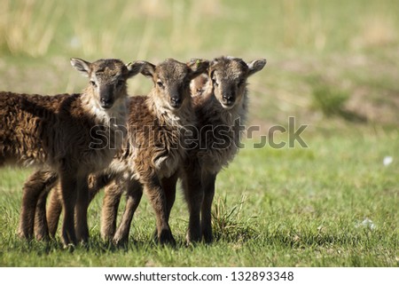 The Soay sheep is a primitive breed of domestic sheep descended from a population of feral sheep on  island of Soay in the St. Kilda Archipelago.