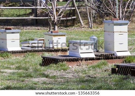 Small beekeeping at the local farm.