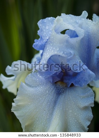 Blooming iris at the end of the bloom cycle.