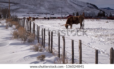 Texas longhorn on the farm in Silverthorne, Colorado.