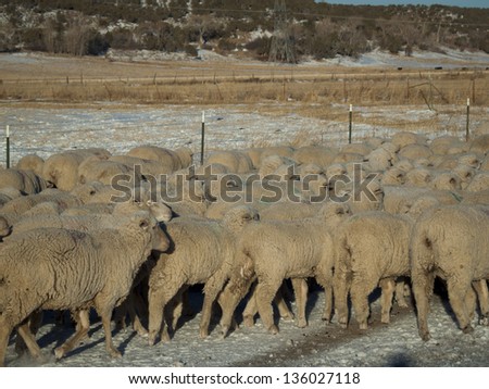 Herd of sheep on the road.