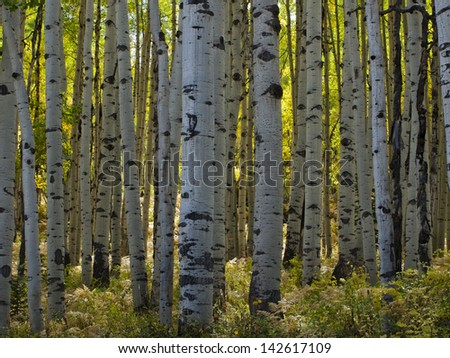 In the san juan range of the Colorado Rocky Mountains, autumn turns aspen trees a golden yellow that contrasts their white trunks.