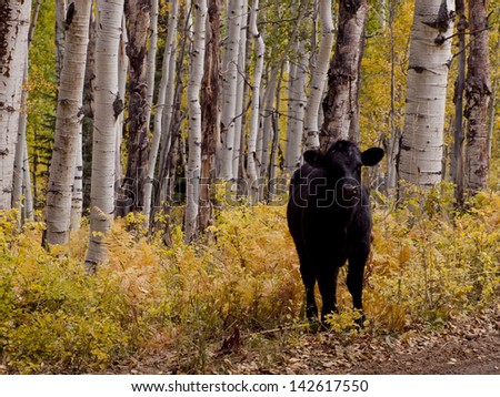 Free-range cattle inside of aspen forest. Colorado.