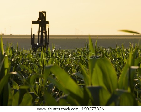 A pumpjack on the middle of the corn field near the Denver International Airport.
