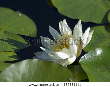 Water lily blossoming in the pond. Eldorado water lily. Blossoms are large, lemon yellow and fragrant. Leaves are green, oval shaped, and mottled.
