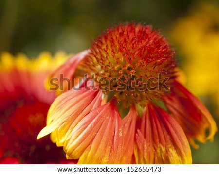 The gorgeous, large, bright, pumpkin orange flowers with red centres offer the best hope for a vibrant orange echinacea since the disappointingly annual Ã?Â¢??Orange MeadowbriteÃ?Â¢??.