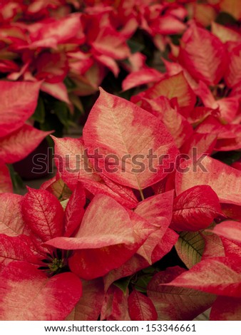 Rows of red poinsettia plants being grown at a Colorado nursery in preparation for the holiday season.