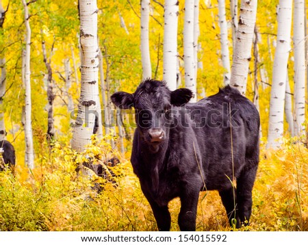 Free-range cattle inside of aspen forest. Colorado.