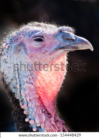 A free-range Thanksgiving turkey from an organic farm in Colorado.