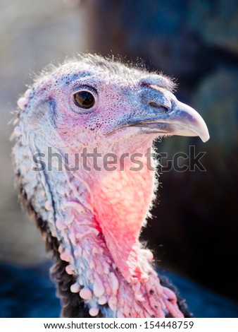 A free-range Thanksgiving turkey from an organic farm in Colorado.
