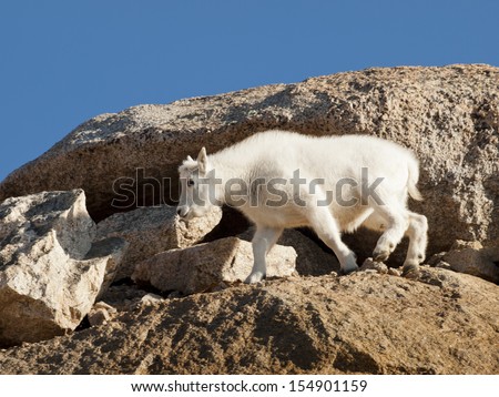 Mountain goats on top of Mount Evans. Colorado.